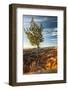USA, Utah, Bryce Canyon National Park. Sunrise on ponderosa pine and canyon.-Jaynes Gallery-Framed Photographic Print
