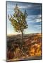 USA, Utah, Bryce Canyon National Park. Sunrise on ponderosa pine and canyon.-Jaynes Gallery-Mounted Photographic Print