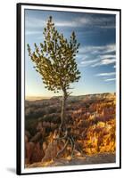 USA, Utah, Bryce Canyon National Park. Sunrise on ponderosa pine and canyon.-Jaynes Gallery-Framed Premium Photographic Print