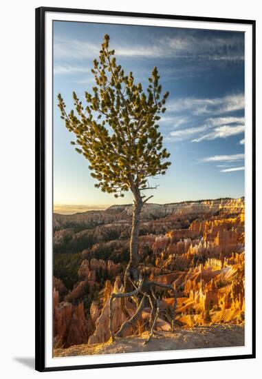 USA, Utah, Bryce Canyon National Park. Sunrise on ponderosa pine and canyon.-Jaynes Gallery-Framed Premium Photographic Print