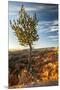 USA, Utah, Bryce Canyon National Park. Sunrise on ponderosa pine and canyon.-Jaynes Gallery-Mounted Premium Photographic Print