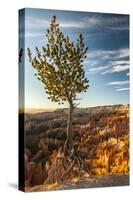 USA, Utah, Bryce Canyon National Park. Sunrise on ponderosa pine and canyon.-Jaynes Gallery-Stretched Canvas
