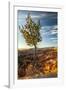 USA, Utah, Bryce Canyon National Park. Sunrise on ponderosa pine and canyon.-Jaynes Gallery-Framed Photographic Print