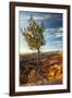 USA, Utah, Bryce Canyon National Park. Sunrise on ponderosa pine and canyon.-Jaynes Gallery-Framed Photographic Print