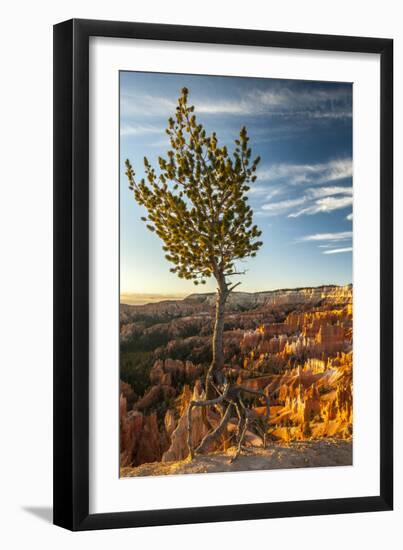 USA, Utah, Bryce Canyon National Park. Sunrise on ponderosa pine and canyon.-Jaynes Gallery-Framed Premium Photographic Print