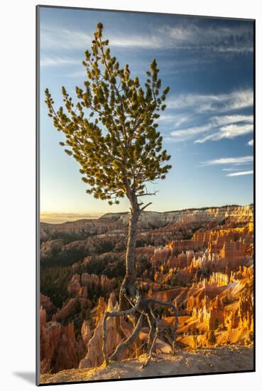 USA, Utah, Bryce Canyon National Park. Sunrise on ponderosa pine and canyon.-Jaynes Gallery-Mounted Premium Photographic Print