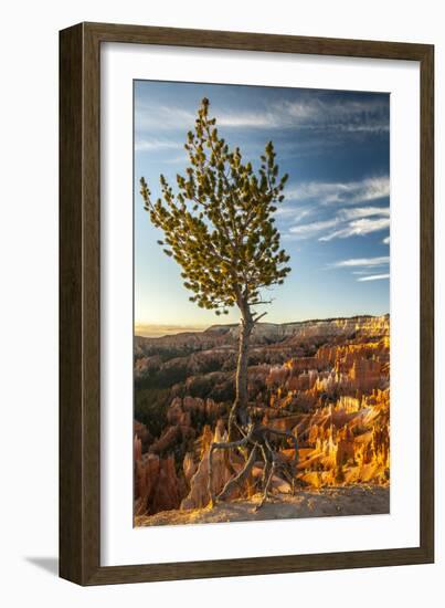 USA, Utah, Bryce Canyon National Park. Sunrise on ponderosa pine and canyon.-Jaynes Gallery-Framed Photographic Print