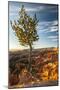 USA, Utah, Bryce Canyon National Park. Sunrise on ponderosa pine and canyon.-Jaynes Gallery-Mounted Photographic Print