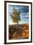 USA, Utah, Bryce Canyon National Park. Sunrise on ponderosa pine and canyon.-Jaynes Gallery-Framed Photographic Print