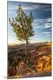 USA, Utah, Bryce Canyon National Park. Sunrise on ponderosa pine and canyon.-Jaynes Gallery-Mounted Photographic Print