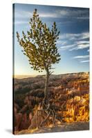 USA, Utah, Bryce Canyon National Park. Sunrise on ponderosa pine and canyon.-Jaynes Gallery-Stretched Canvas