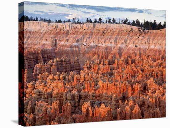 USA, Utah, Bryce Canyon National Park. Sunrise Touches Hoodoos at Sunset Point-Ann Collins-Stretched Canvas