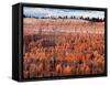 USA, Utah, Bryce Canyon National Park. Sunrise Touches Hoodoos at Sunset Point-Ann Collins-Framed Stretched Canvas