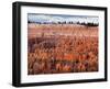 USA, Utah, Bryce Canyon National Park. Sunrise Touches Hoodoos at Sunset Point-Ann Collins-Framed Photographic Print