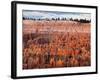 USA, Utah, Bryce Canyon National Park. Sunrise Touches Hoodoos at Sunset Point-Ann Collins-Framed Photographic Print