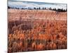 USA, Utah, Bryce Canyon National Park. Sunrise Touches Hoodoos at Sunset Point-Ann Collins-Mounted Photographic Print