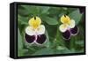 USA, Utah, Cache Valley, Johnny Jump Up, Viola Tricolor, Close Up-Scott T^ Smith-Framed Stretched Canvas