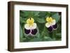 USA, Utah, Cache Valley, Johnny Jump Up, Viola Tricolor, Close Up-Scott T^ Smith-Framed Photographic Print