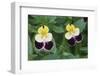 USA, Utah, Cache Valley, Johnny Jump Up, Viola Tricolor, Close Up-Scott T^ Smith-Framed Photographic Print