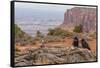 USA, Utah, Canyonlands National Park. Pair of Ravens on Log-Cathy & Gordon Illg-Framed Stretched Canvas