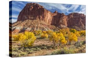 USA, Utah, Capitol Reef, Cottonwood Trees and Waterpocket Fold-Jamie & Judy Wild-Stretched Canvas