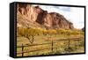 USA, Utah, Capitol Reef, Fruit Orchard with Waterpocket Fold-Jamie & Judy Wild-Framed Stretched Canvas