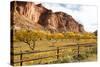 USA, Utah, Capitol Reef, Fruit Orchard with Waterpocket Fold-Jamie & Judy Wild-Stretched Canvas