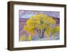 USA, Utah, Capitol Reef National Park, Cottonwood Tree-Jamie & Judy Wild-Framed Photographic Print