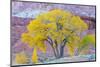 USA, Utah, Capitol Reef National Park, Cottonwood Tree-Jamie & Judy Wild-Mounted Photographic Print