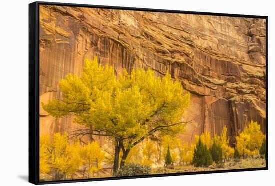 USA, Utah, Capitol Reef National Park. Mountain and cottonwood trees in autumn.-Jaynes Gallery-Framed Stretched Canvas