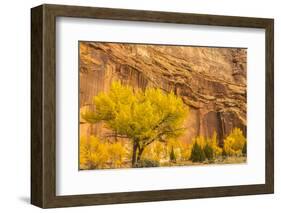 USA, Utah, Capitol Reef National Park. Mountain and cottonwood trees in autumn.-Jaynes Gallery-Framed Photographic Print