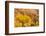 USA, Utah, Capitol Reef National Park. Mountain and cottonwood trees in autumn.-Jaynes Gallery-Framed Photographic Print