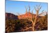 USA, Utah, Capitol Reef National Park, Parched Tree-Catharina Lux-Mounted Photographic Print