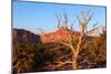 USA, Utah, Capitol Reef National Park, Parched Tree-Catharina Lux-Mounted Photographic Print