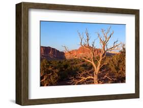 USA, Utah, Capitol Reef National Park, Parched Tree-Catharina Lux-Framed Photographic Print