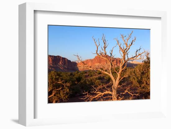 USA, Utah, Capitol Reef National Park, Parched Tree-Catharina Lux-Framed Photographic Print