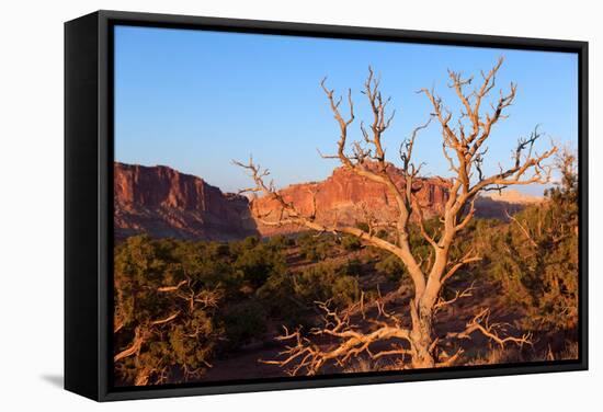 USA, Utah, Capitol Reef National Park, Parched Tree-Catharina Lux-Framed Stretched Canvas