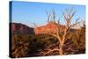 USA, Utah, Capitol Reef National Park, Parched Tree-Catharina Lux-Stretched Canvas