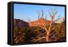 USA, Utah, Capitol Reef National Park, Parched Tree-Catharina Lux-Framed Stretched Canvas