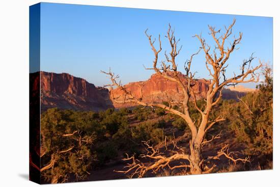 USA, Utah, Capitol Reef National Park, Parched Tree-Catharina Lux-Stretched Canvas