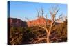 USA, Utah, Capitol Reef National Park, Parched Tree-Catharina Lux-Stretched Canvas