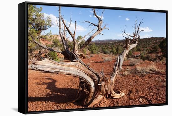 USA, Utah, Capitol Reef National Park, Parched Tree-Catharina Lux-Framed Stretched Canvas