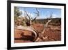 USA, Utah, Capitol Reef National Park, Parched Tree-Catharina Lux-Framed Photographic Print