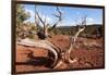 USA, Utah, Capitol Reef National Park, Parched Tree-Catharina Lux-Framed Photographic Print