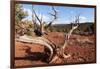 USA, Utah, Capitol Reef National Park, Parched Tree-Catharina Lux-Framed Photographic Print