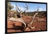 USA, Utah, Capitol Reef National Park, Parched Tree-Catharina Lux-Framed Photographic Print