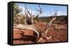 USA, Utah, Capitol Reef National Park, Parched Tree-Catharina Lux-Framed Stretched Canvas