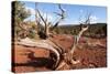 USA, Utah, Capitol Reef National Park, Parched Tree-Catharina Lux-Stretched Canvas