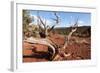USA, Utah, Capitol Reef National Park, Parched Tree-Catharina Lux-Framed Photographic Print