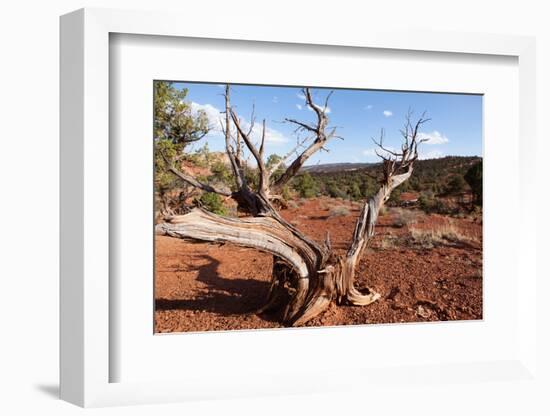 USA, Utah, Capitol Reef National Park, Parched Tree-Catharina Lux-Framed Photographic Print